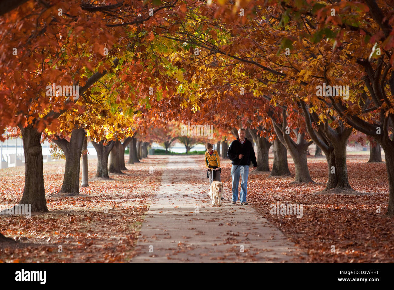 Père et fils marchant à travers le parc en automne. Parkes, Canberra, Territoire de la capitale australienne (ACT), l'Australie Banque D'Images