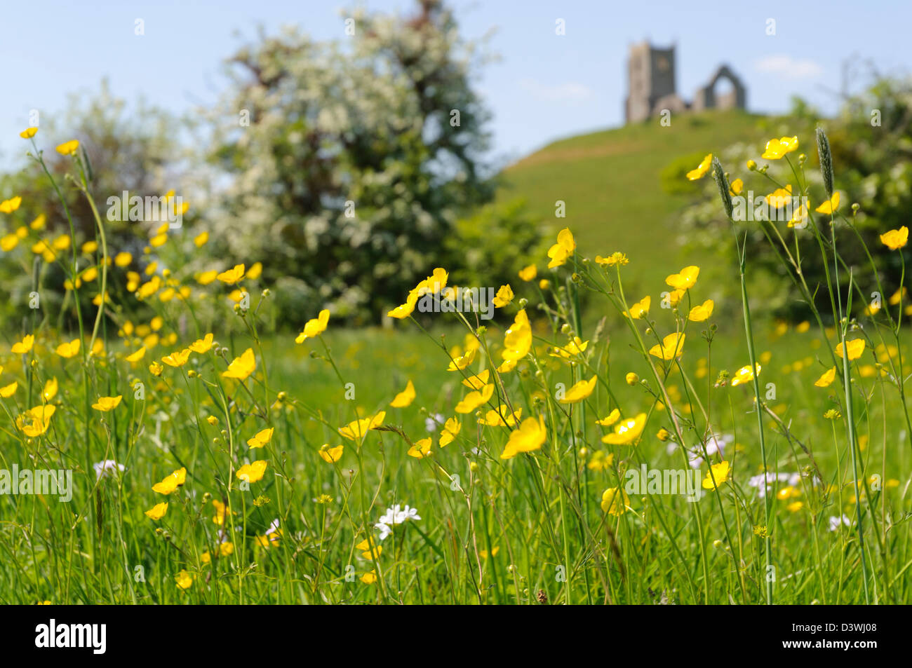 Buttercups sauvages dans un champ sur les niveaux de Somerset avec Burrow Mump déconcentré en arrière-plan lors d'une journée de printemps ensoleillée. Banque D'Images
