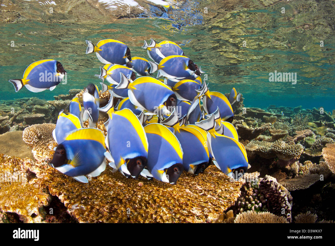 Banc De Bleu Poudre Tang Se Nourrissant D Algues Acanthurus Leucosternon Ari Atoll Maldives Photo Stock Alamy