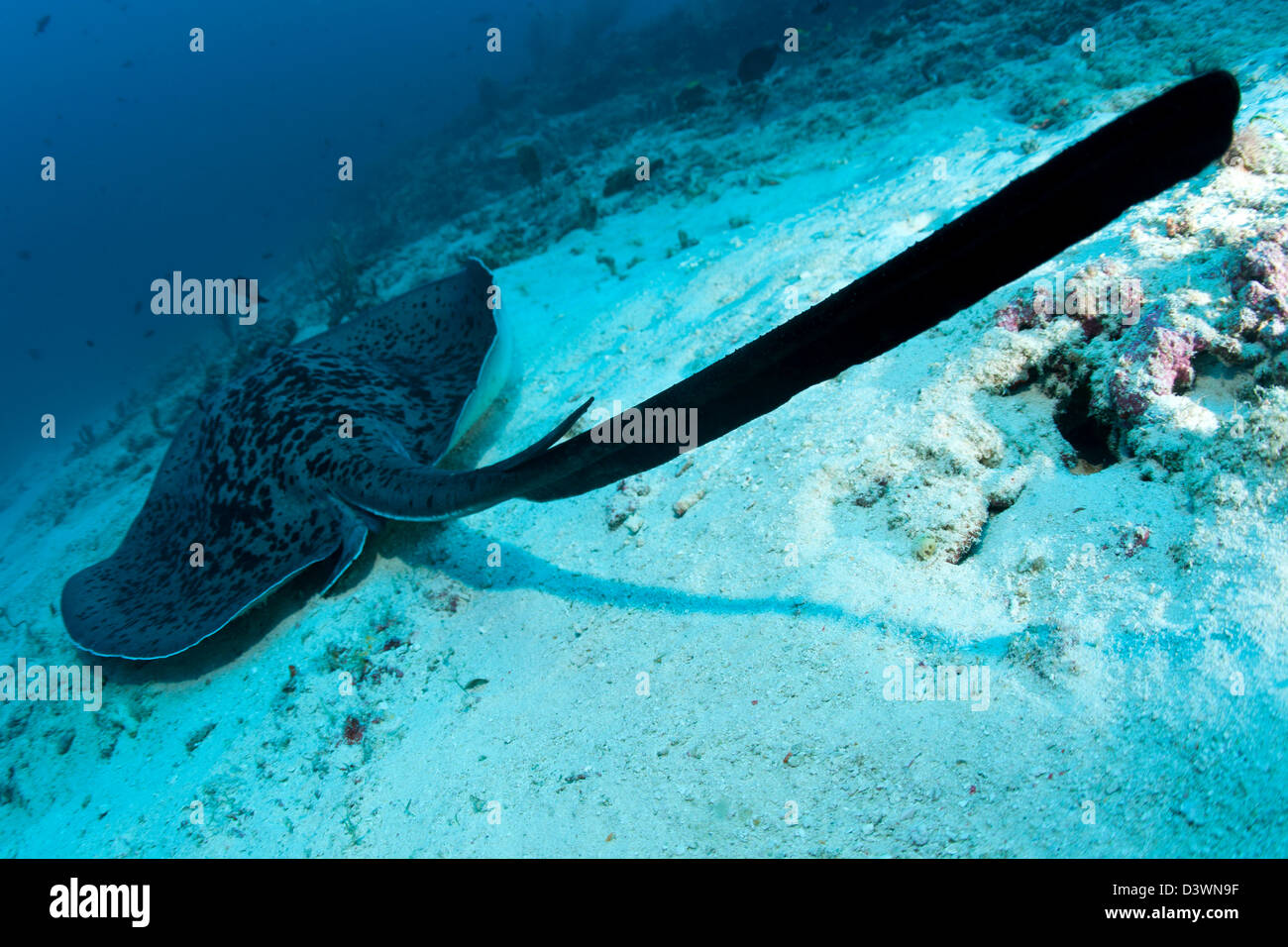 Queue avec Sting de Stingray, Taeniura meyeni, Ari Atoll, Maldives Banque D'Images