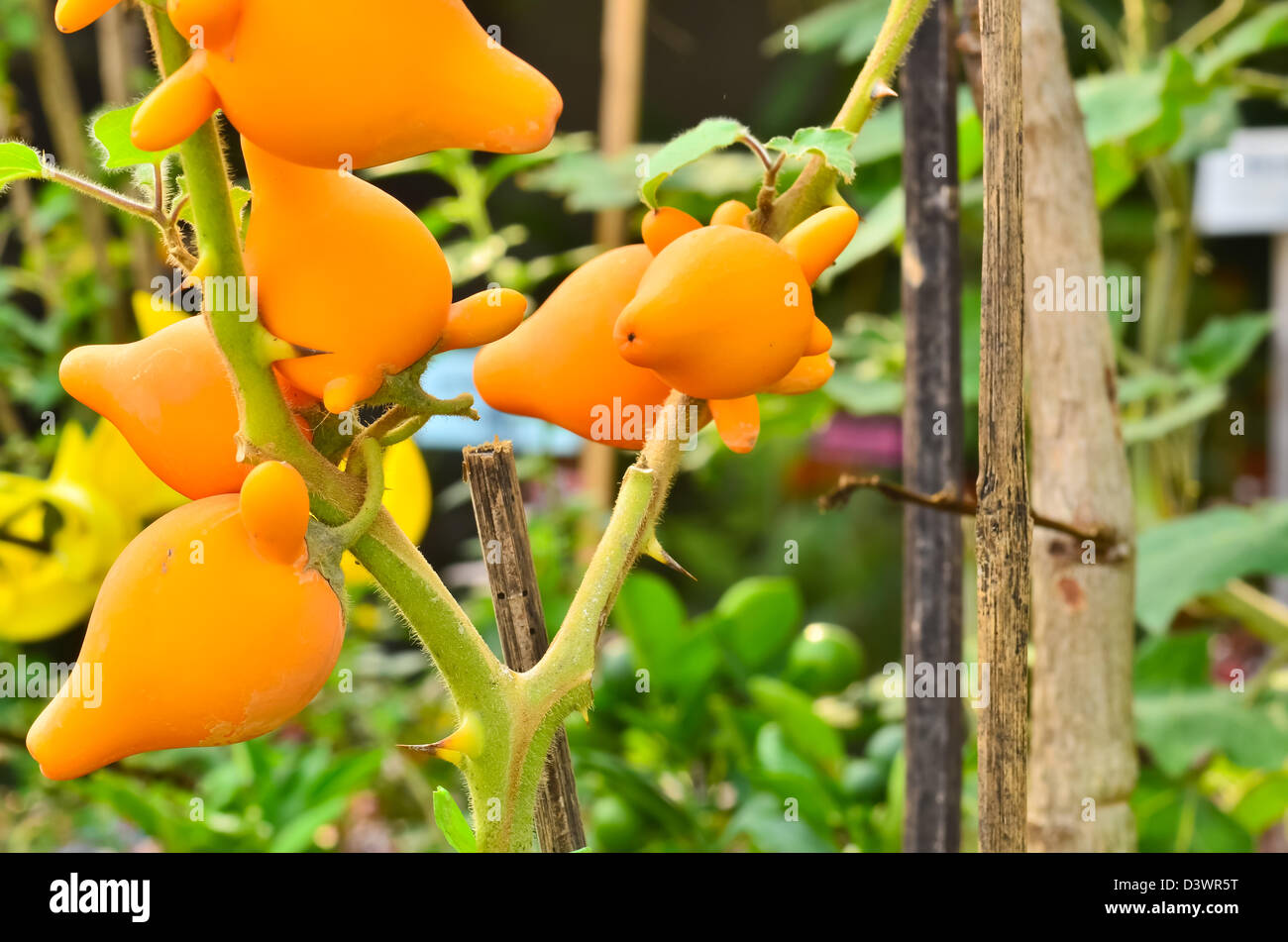 Solanum mammosum plant in garden Banque D'Images