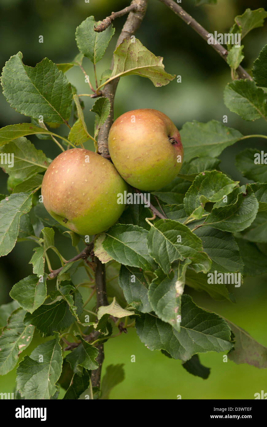MALUS DOMESTICA COUCHER DU SOLEIL Banque D'Images