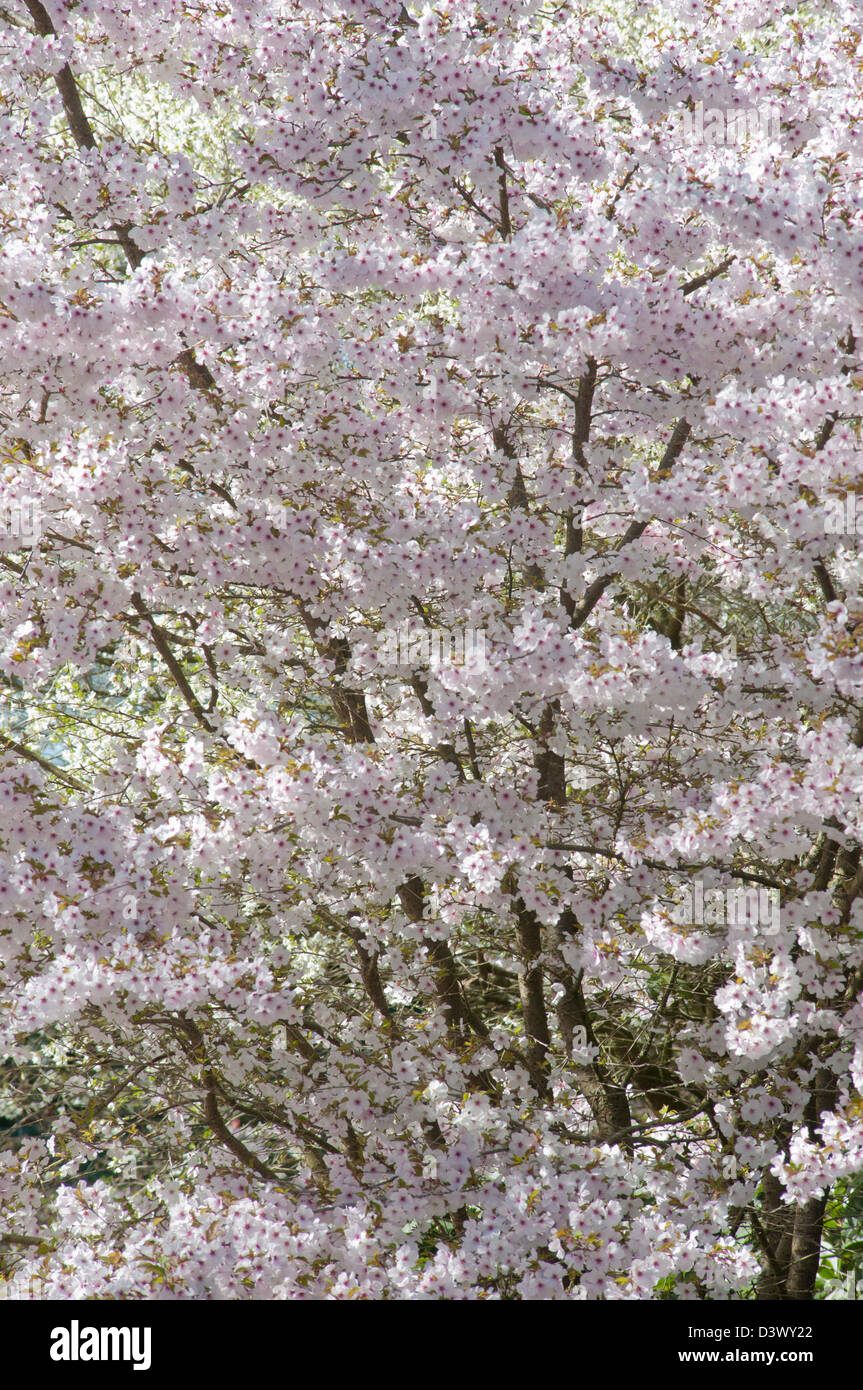 PRUNUS INCISA la mariée Banque D'Images