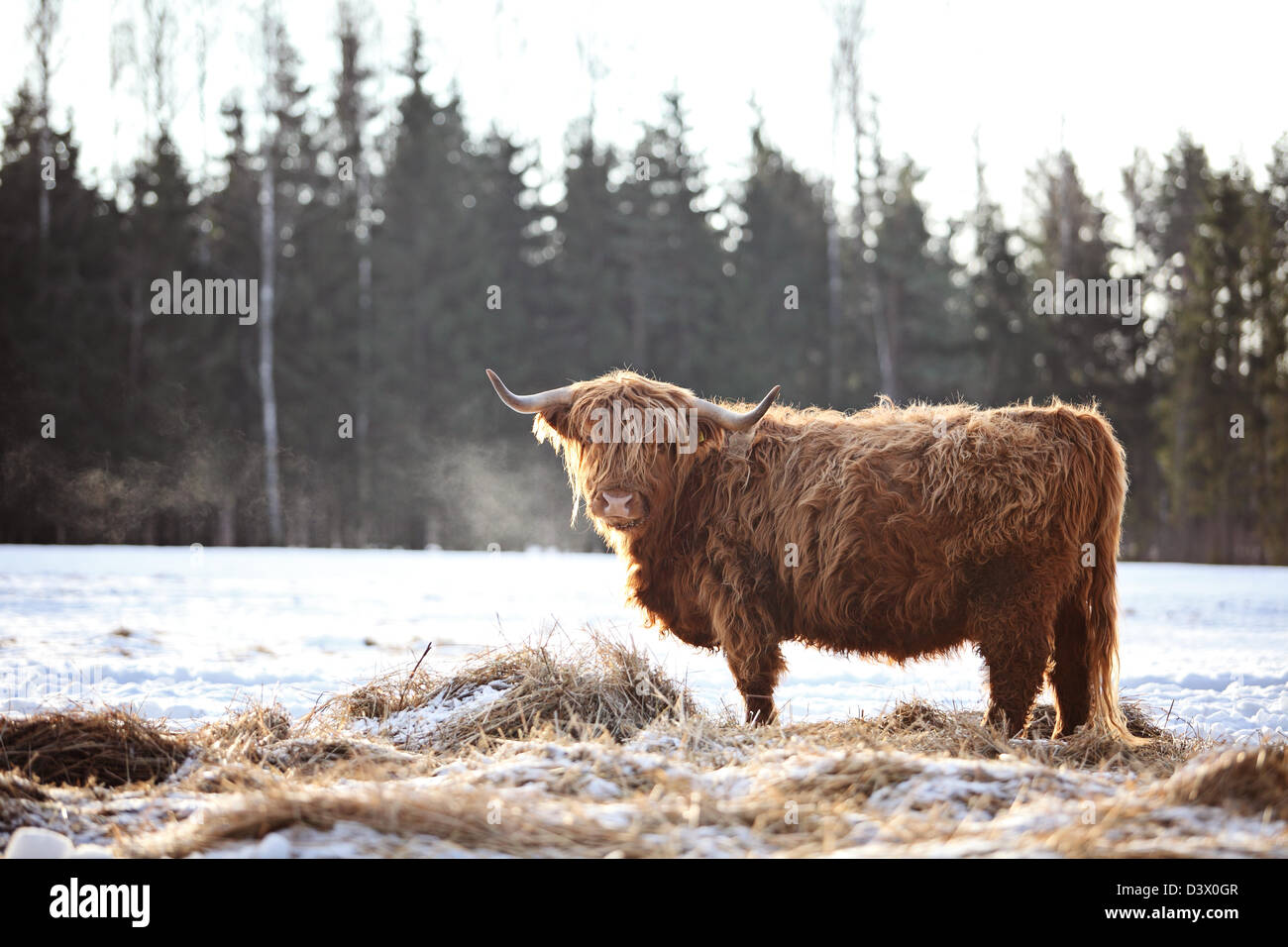 Hairy bœuf dans le wintersnow Banque D'Images