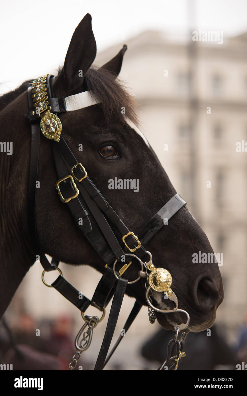 cheval Banque D'Images