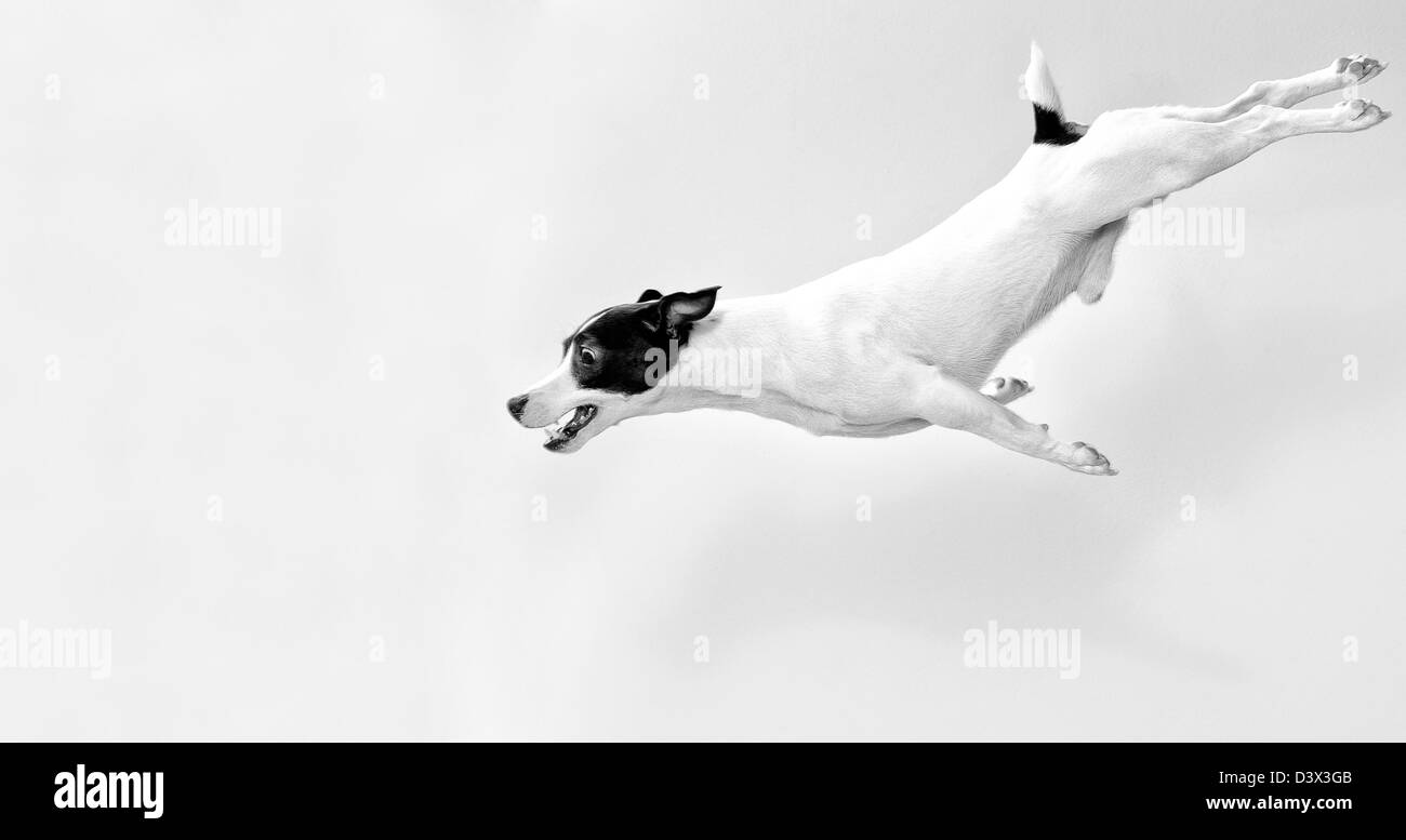 Long Jack Russell Terrier dans les sauts. Noir et blanc. Banque D'Images