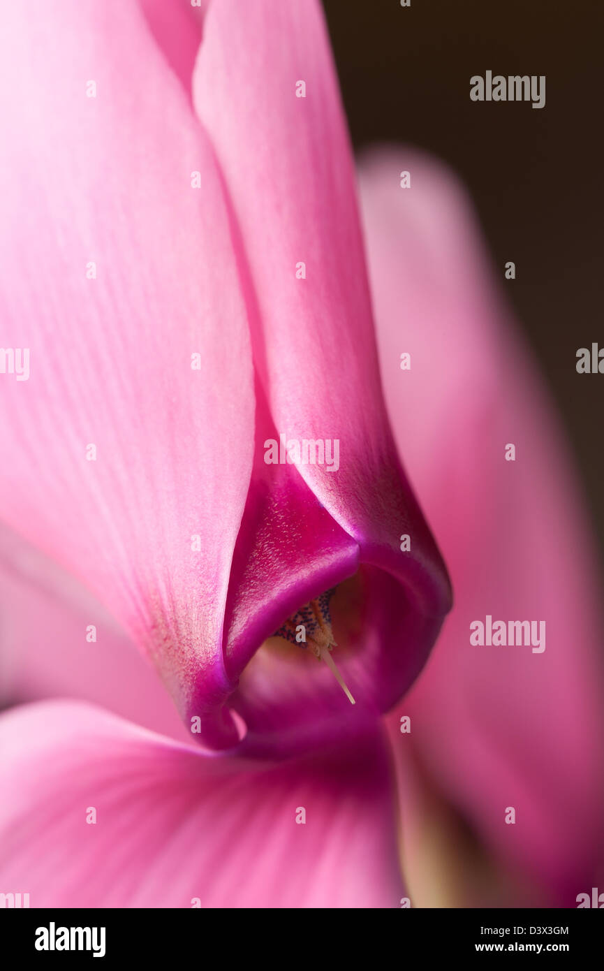 Bouquet de fleurs plante cyclamen rose bonbon avec pétales inversé vers le haut alors que la fleur est orientée vers le bas face à rim Banque D'Images