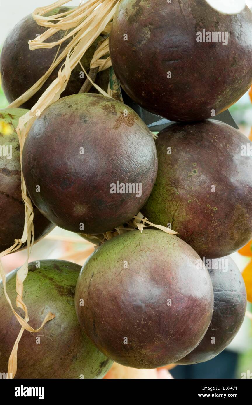 CHRYSOPHYLLUM CAINITO 'Apple' ou 'Fruits' Caimito Banque D'Images