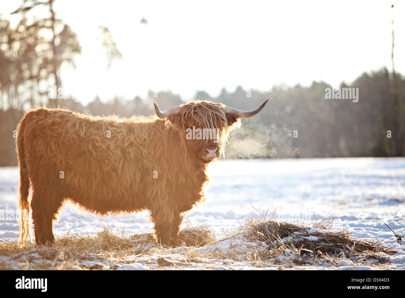 Hairy bœuf dans le wintersnow Banque D'Images