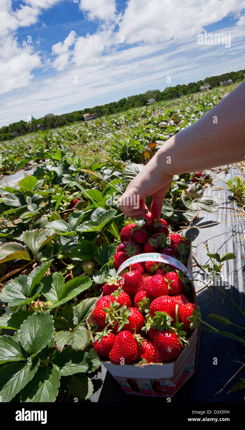 Woman picking fraises biologiques à la ferme Banque D'Images