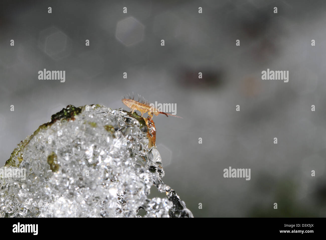 Même en hiver les petits invertébrés sont actifs. Ici un springtail (Collembola) repose sur la neige fondante. Banque D'Images