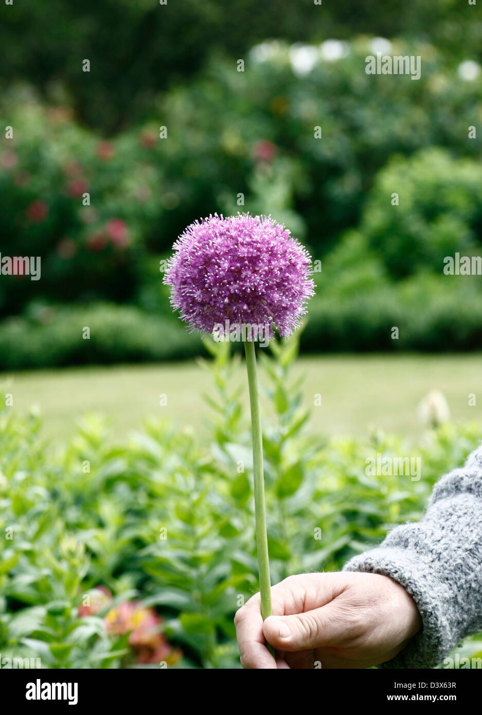 Mans hand holding Allium fleur rose au jardin Banque D'Images