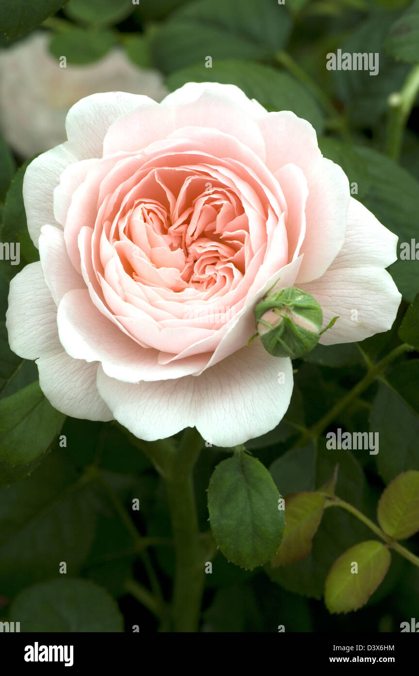 Rosa 'Reine de Suède". L'anglais est passé de David Austin. Nouveau 2004. Droits d'obtenteur. Banque D'Images