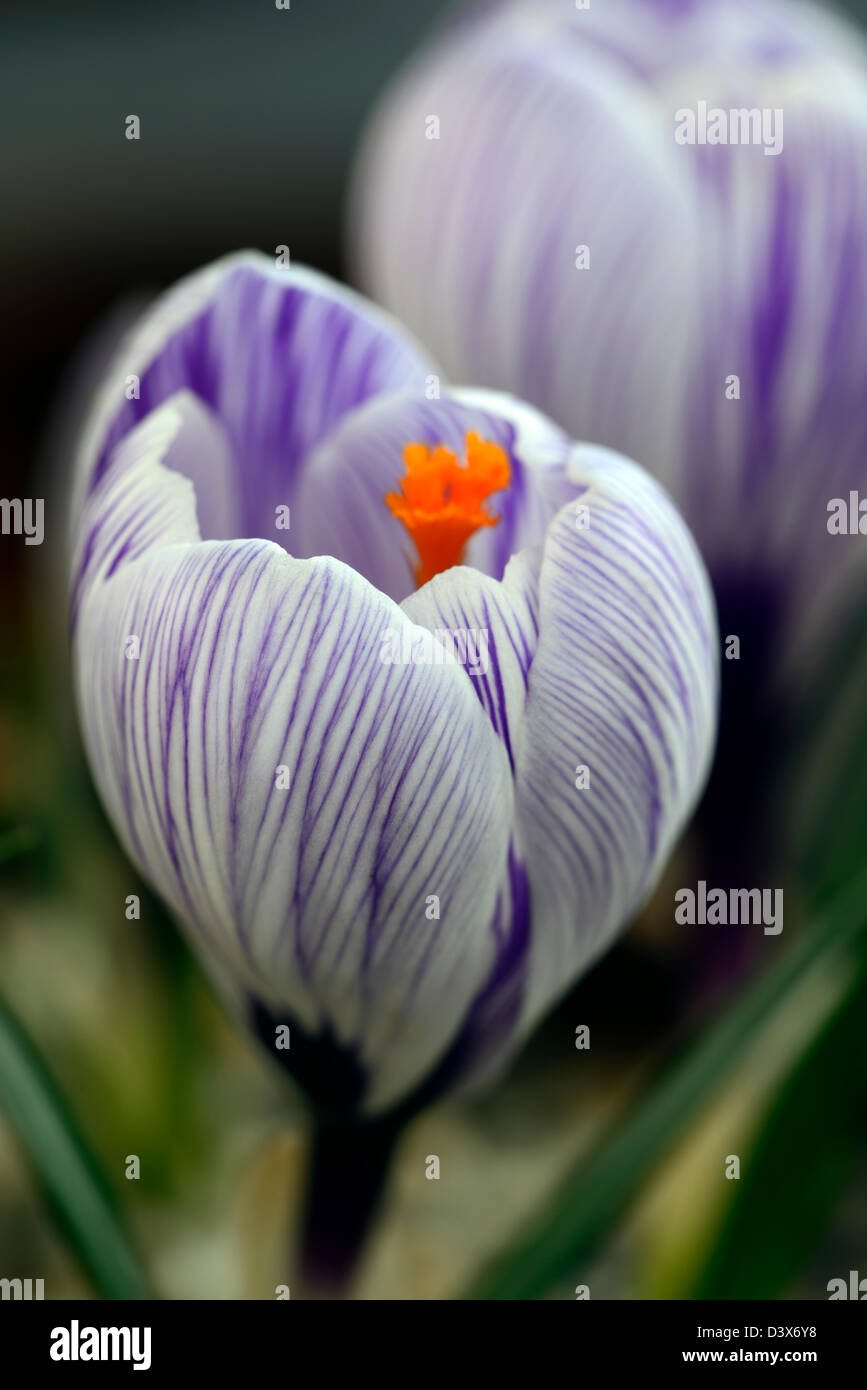 Crocus vernus pickwick selective focus gros plan printemps portraits de plantes blanc rayé violet veiné bulbes Fleurs pétales Banque D'Images