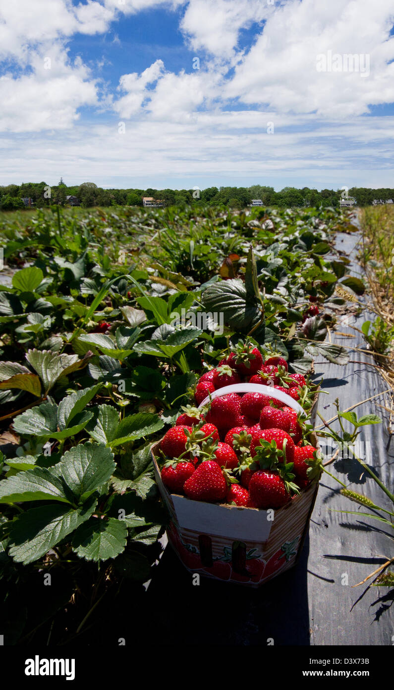 Fraises biologiques dans le domaine Banque D'Images