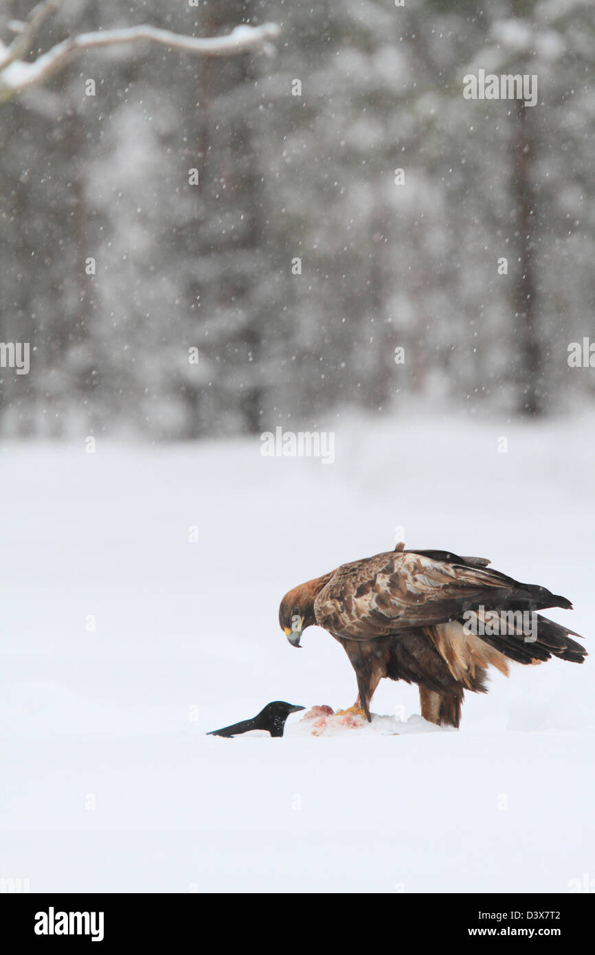 L'Aigle royal (Aquila chrysaetos) se nourrissant de charogne demi-enterré dans la neige. Photographié dans de Västerbotten, Suède Banque D'Images