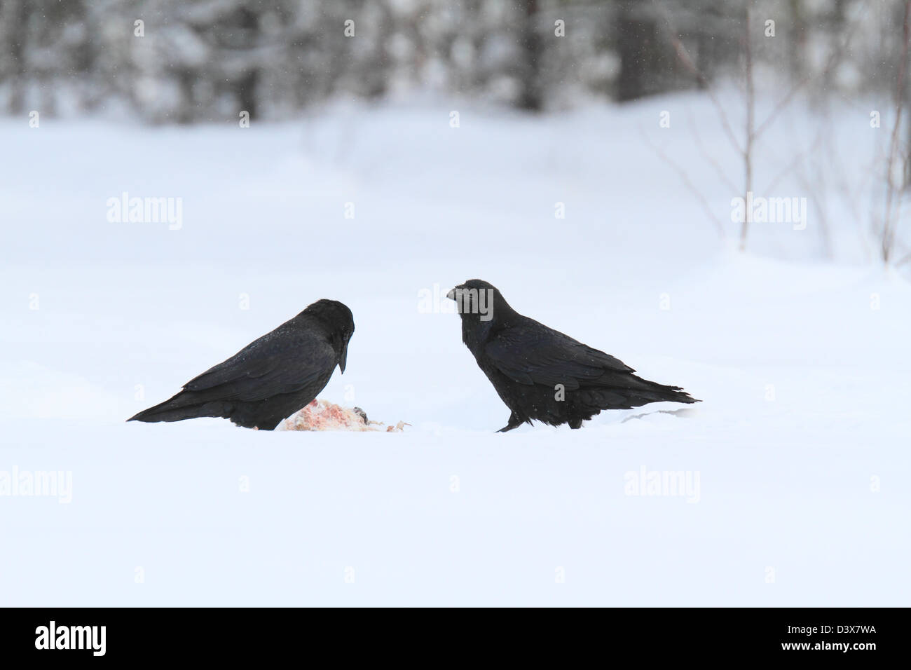 Grand Corbeau (Corvus corax) se nourrissant de charogne dans la neige. Photographié dans de Västerbotten, Suède. Banque D'Images