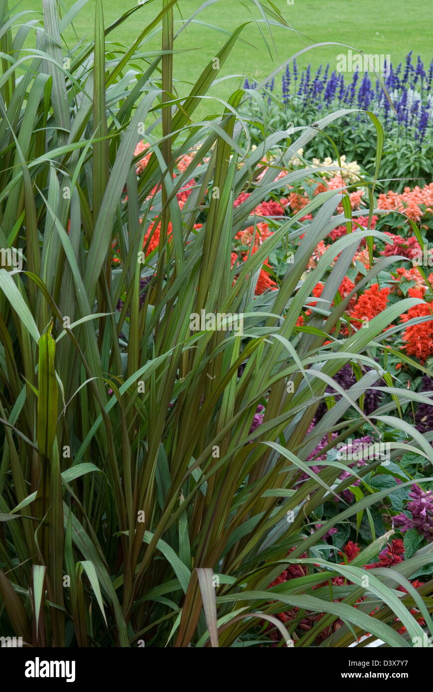 Sucre (sucre de canne). Nouvelle introduction par Ball-Colegrave onamental comme un Banque D'Images