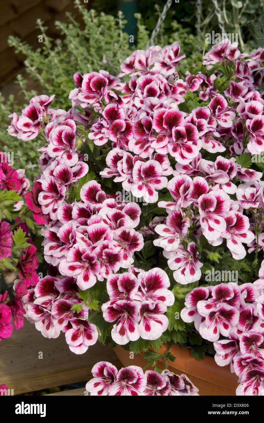 Géranium (Pelargonium) Fleurs 'Bicolor' Banque D'Images