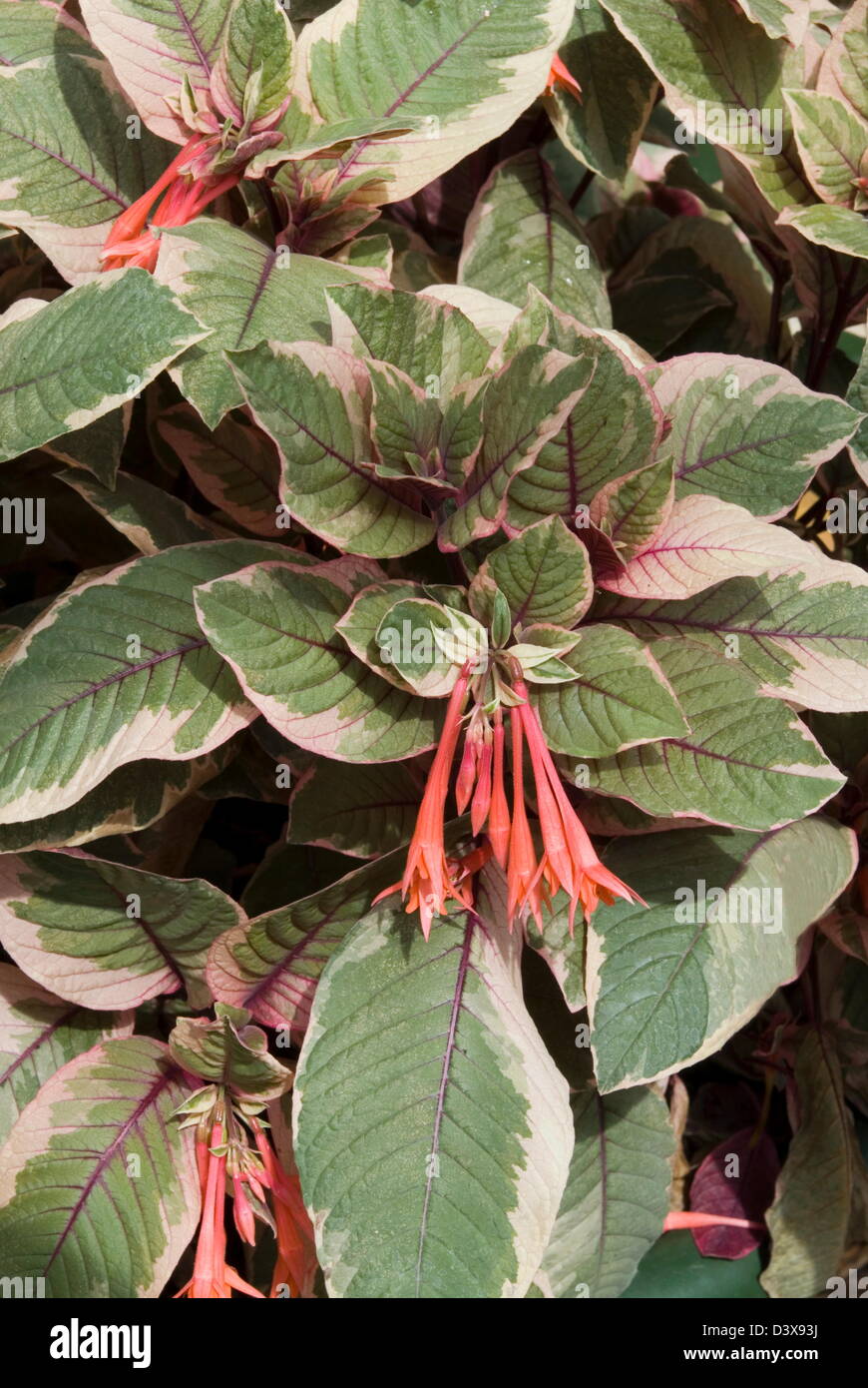 Fuchsia 'Firecracker' Date : 03.11.2008 ref : 123496 ZB907  0006 CRÉDIT OBLIGATOIRE : Photos Sem - Allemand/horticoles Banque D'Images