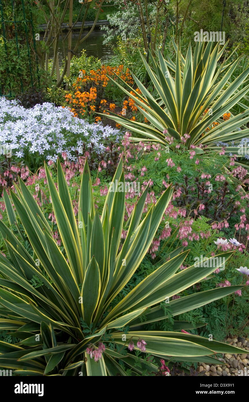 Yucca Gloriosa poignard espagnol 'Variegata' AGM Banque D'Images