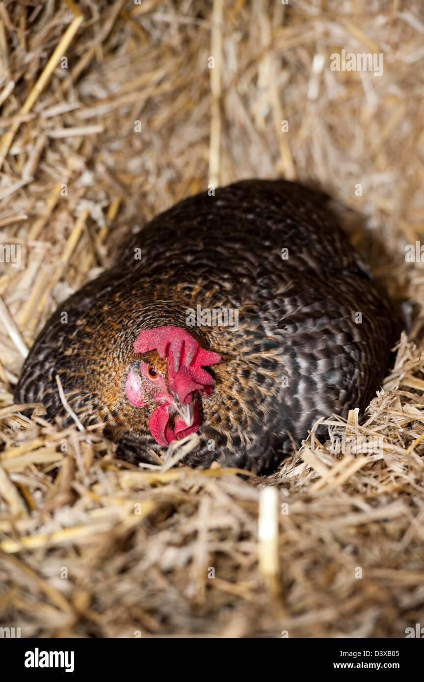 Poule couveuse assis sur son nid parmi les ballots de paille. Banque D'Images