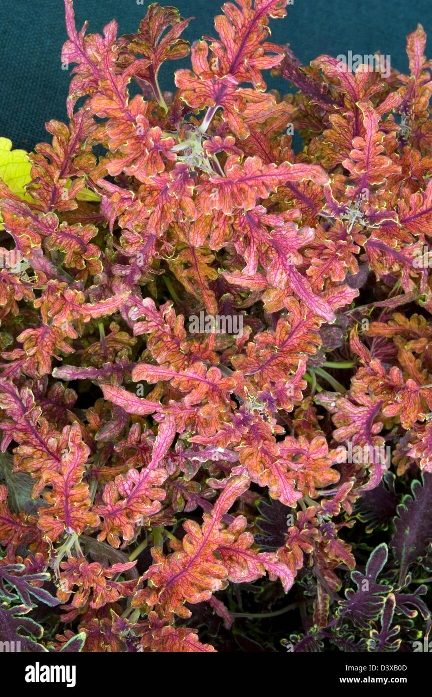 Solenostemon Wisley 'Flame'. Syn. Coléus. Banque D'Images