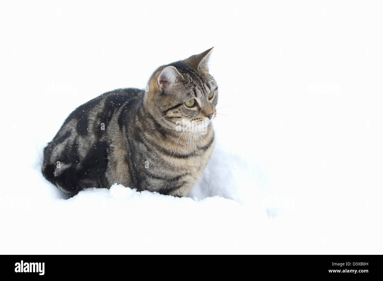 Chat tigré jouant dans la neige profonde Banque D'Images