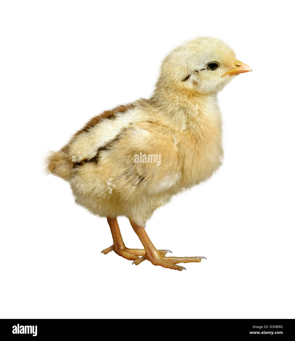 Peu de poulet sur fond blanc Banque D'Images Peu de poulet sur fond blanc Banque D'Images