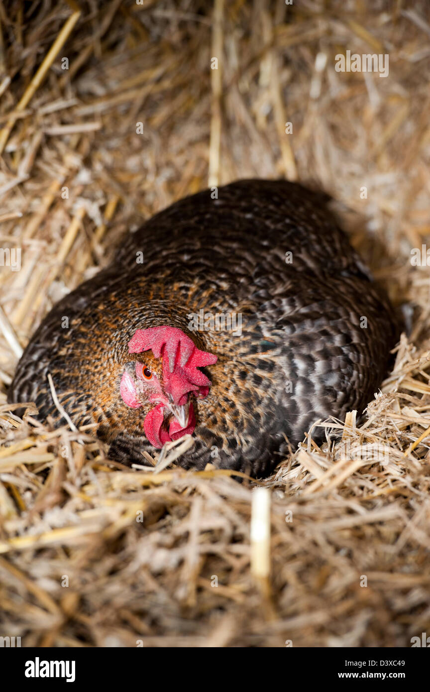 Poule couveuse assis sur son nid parmi les ballots de paille. Banque D'Images