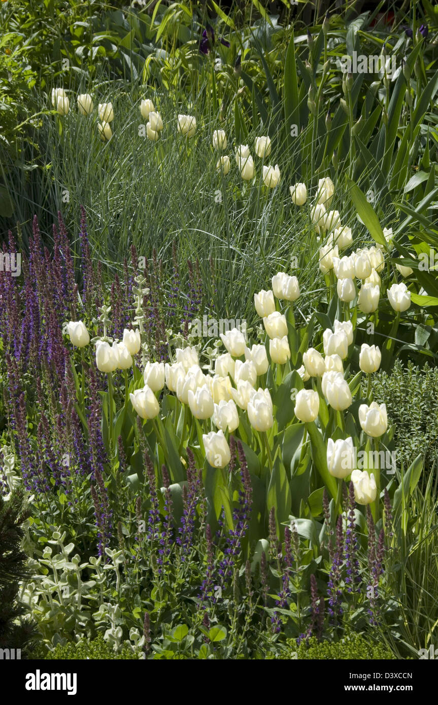 L'utilisation efficace d'une couleur de plus en plus de la dérive en tulipes Chelsea 2008 largeur de la pièce d'accueil Groupe en remportant la médaille de bronze au nord-est Banque D'Images