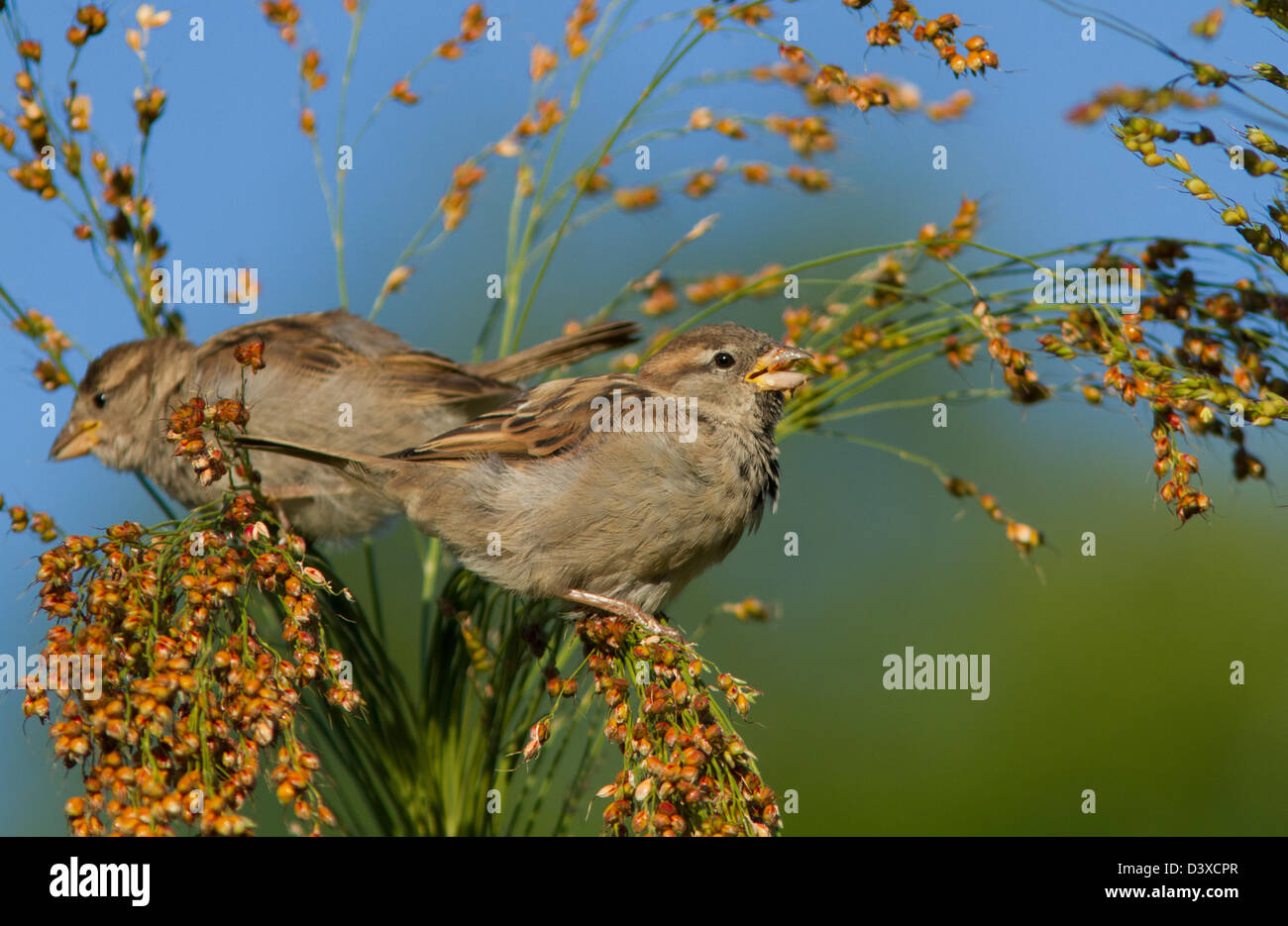 Jeune moineau domestique (Passer domesticus) à se nourrir dans la nature Banque D'Images