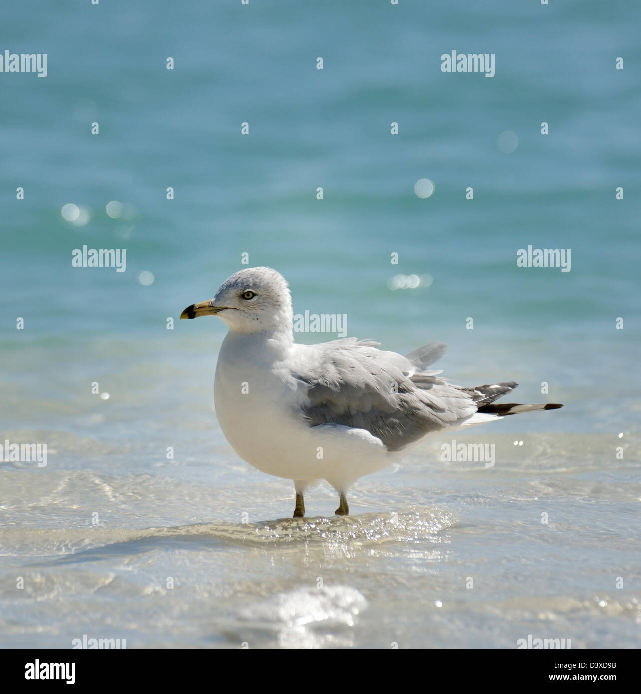 Seagull Walking dans l'eau Banque D'Images