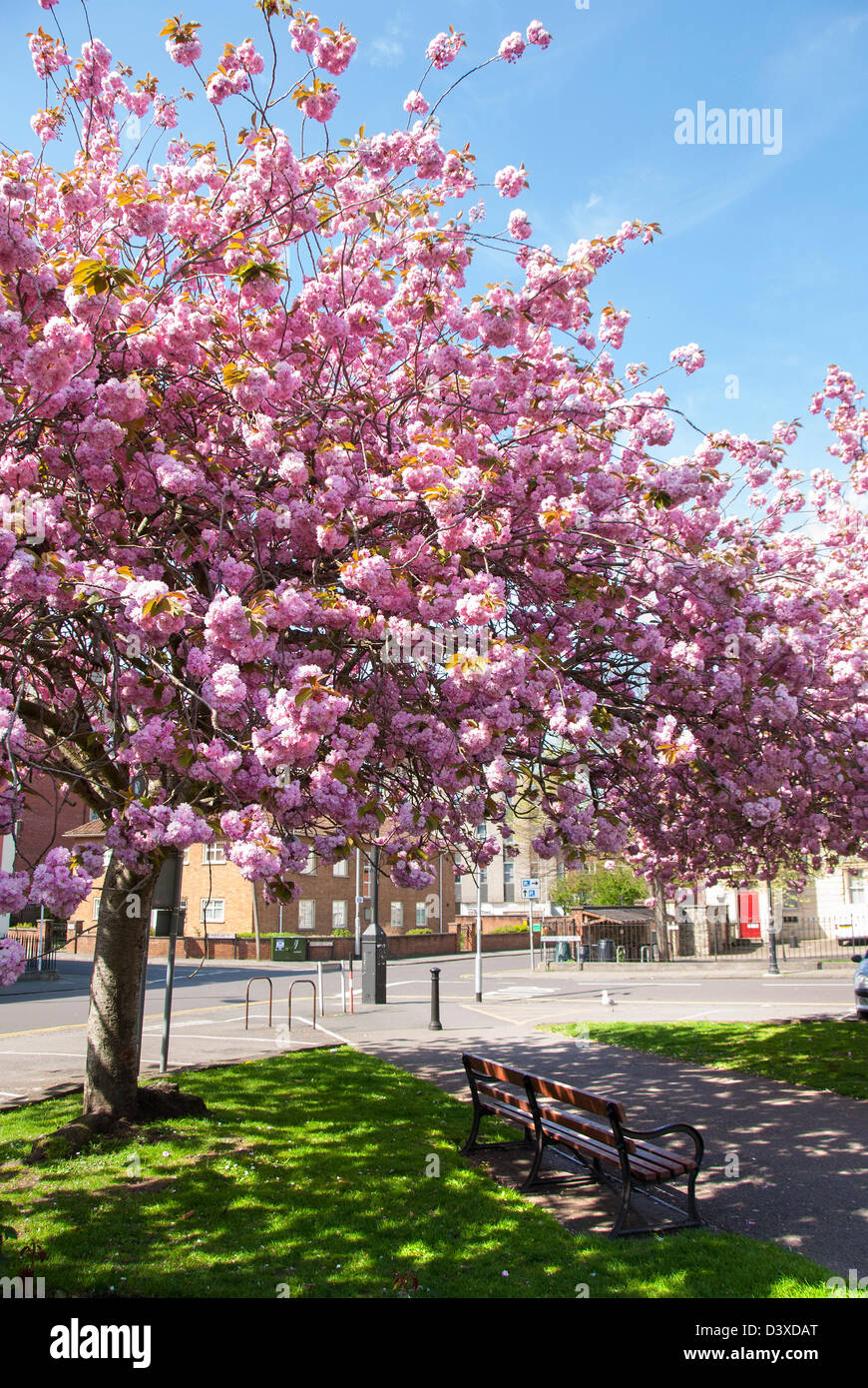 Magnolia en fleurs, Brunswick Square, Bristol, Angleterre, Royaume-Uni, Europe Banque D'Images