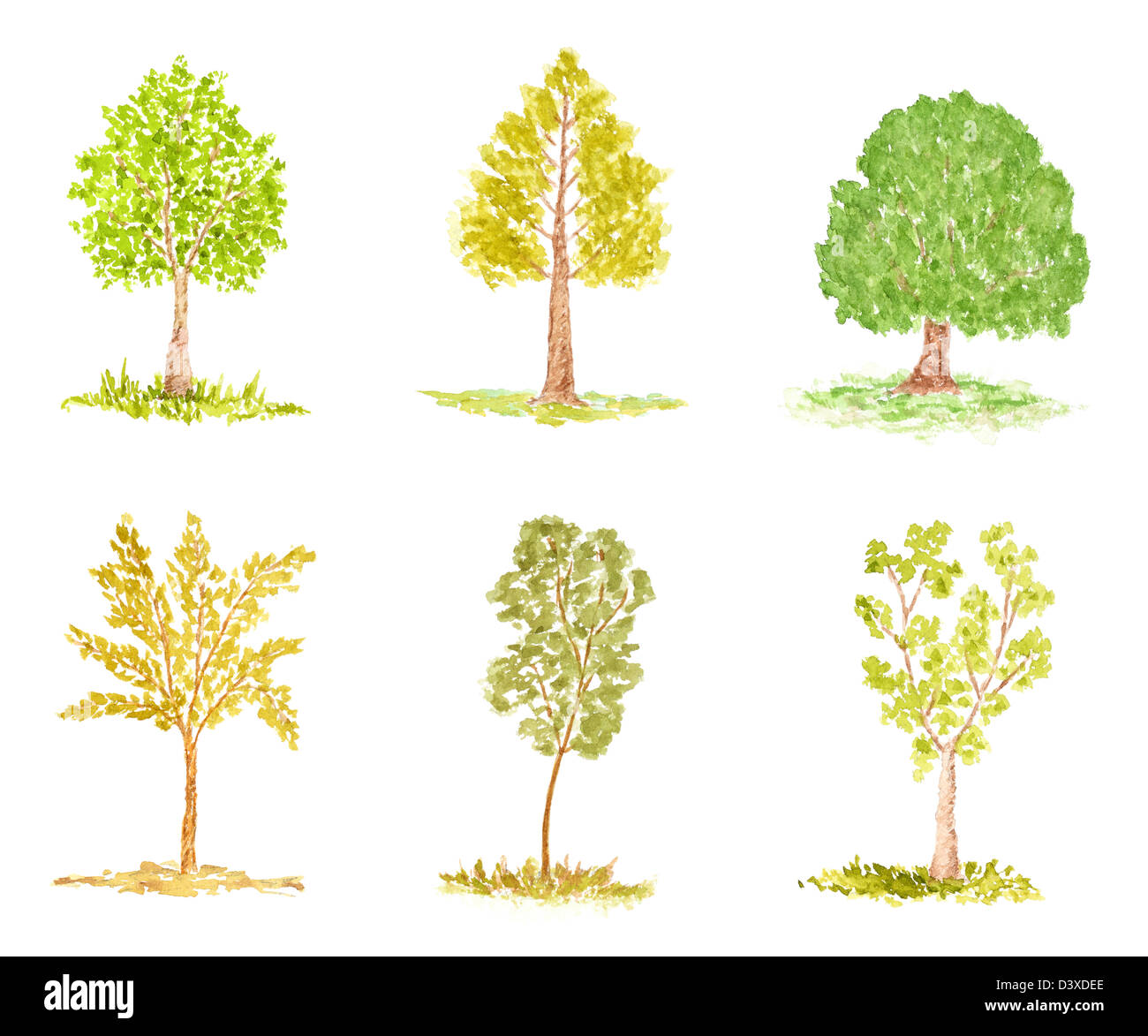 Ensemble de divers arbres, peint à l'Aquarelle Banque D'Images