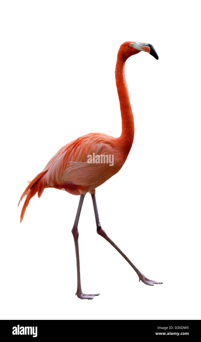 Flamingo Bird marche sur fond blanc Banque D'Images