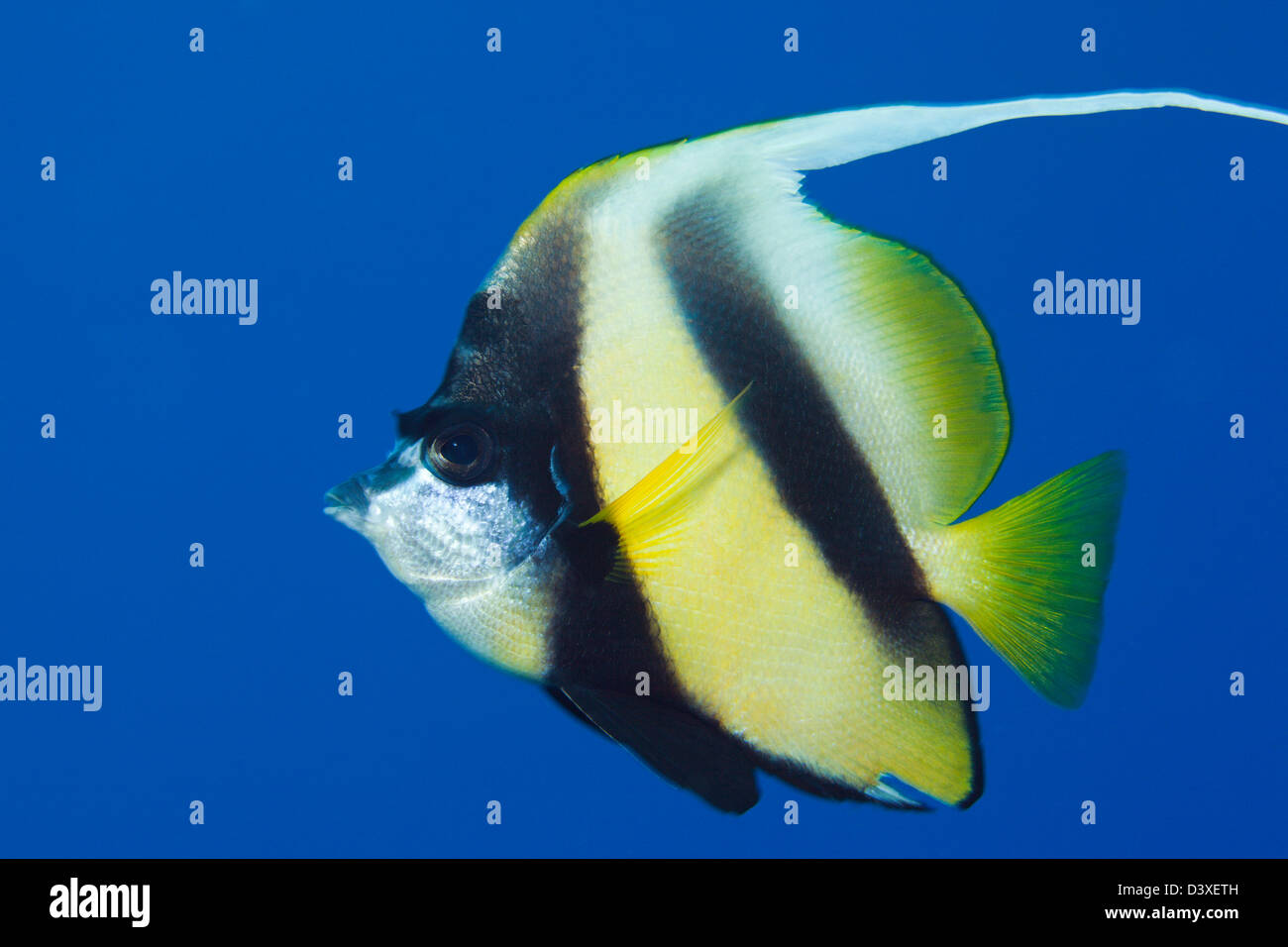 Red Sea Bannerfish, Heniochus intermedius, Zabargad, Red Sea, Egypt Banque D'Images