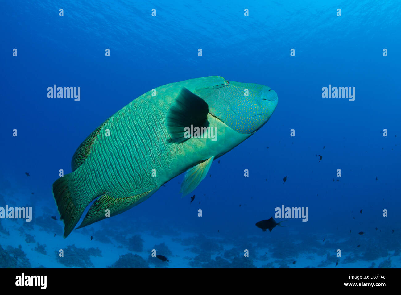 Napoléon, Cheilinus undulatus undulatus à bosse, Saint John's Reef, Red Sea, Egypt Banque D'Images