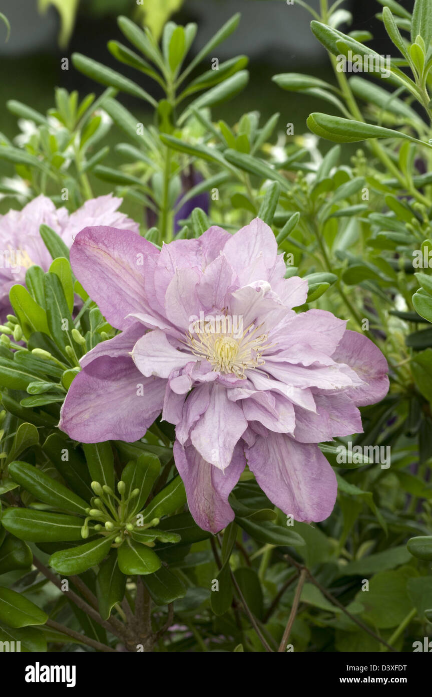 Clematis 'Proteus' un début, grosses fleurs variété. Banque D'Images