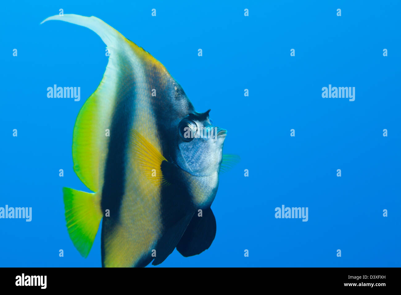 Red Sea Bannerfish, Heniochus intermedius, Zabargad, Red Sea, Egypt Banque D'Images