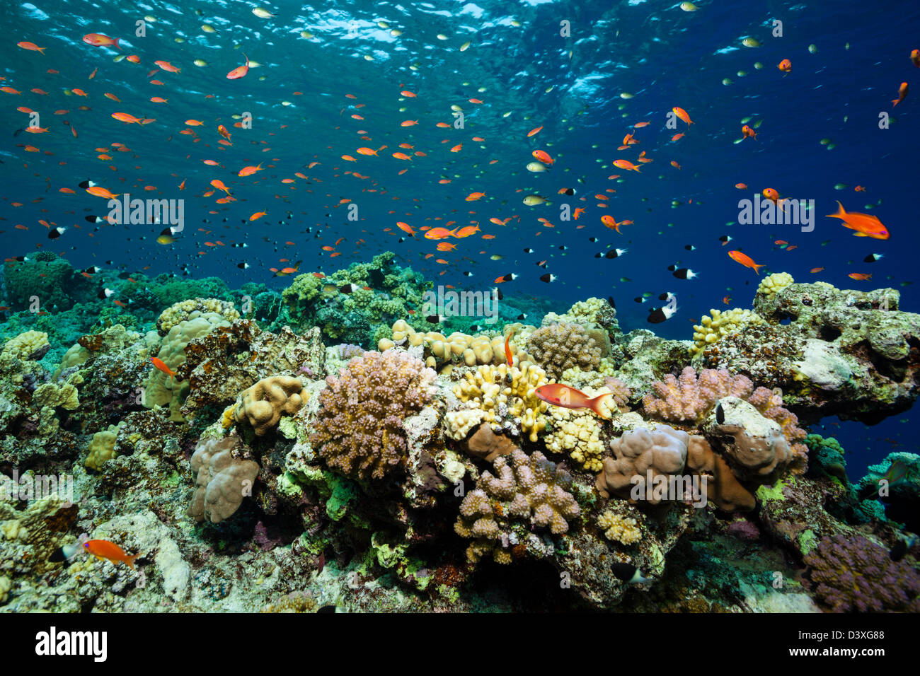 Lyretail Anthias sur Reef Top, Pseudanthias squamipinnis, Saint John's Reef, Red Sea, Egypt Banque D'Images