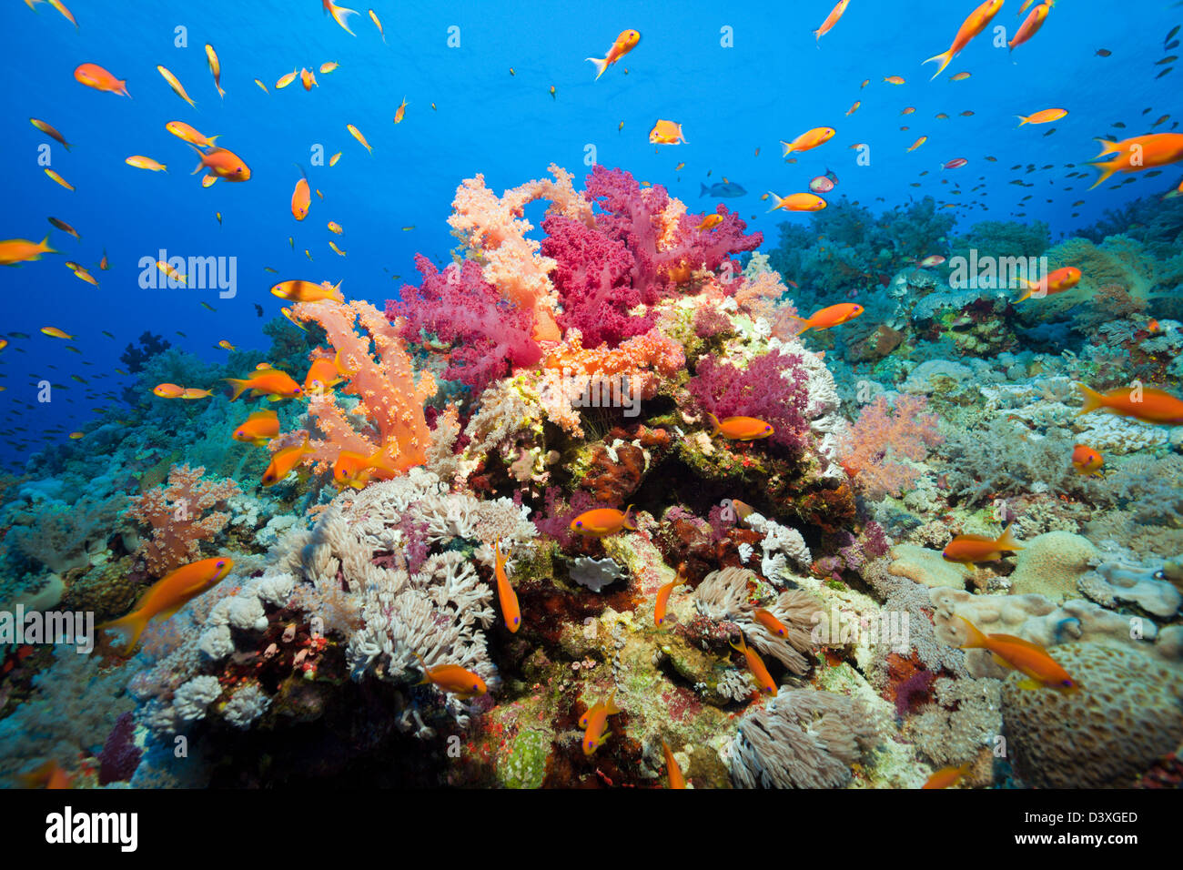 Soft Coral Reef, Dendronephthya sp., Elphinstone Reef, Red Sea, Egypt Banque D'Images