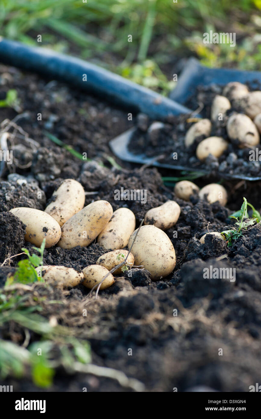 Pommes de terre bio et une pelle dans un jardin Banque D'Images