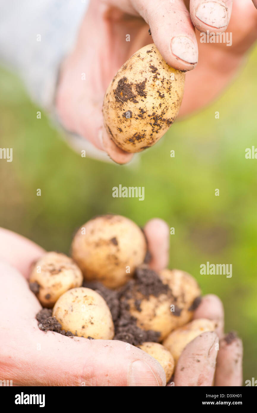 Libre de l'homme avec les pommes de terre cultivées biologiques dans sa main Banque D'Images
