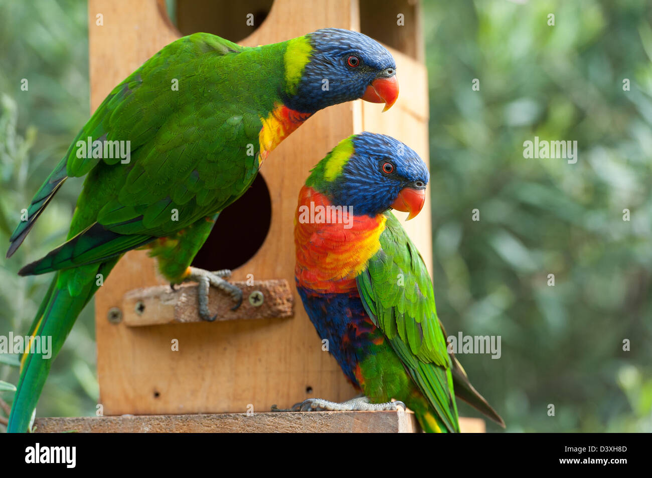 Deux oiseaux Australiens colorés Banque D'Images