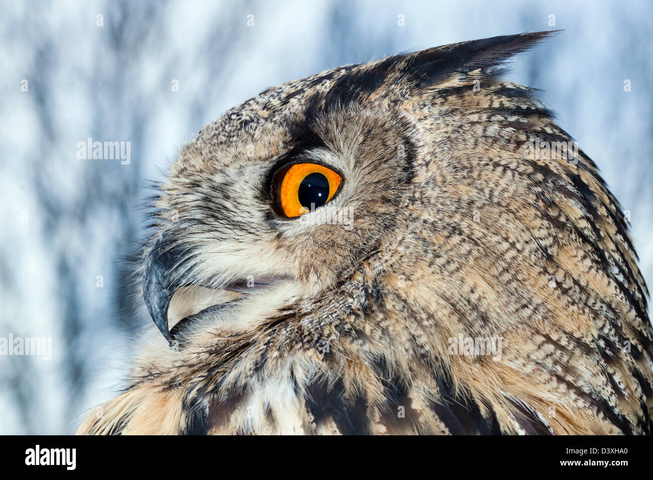 Eagle européennes d'Amérique, Bubo bubo, Bavière, Allemagne Banque D'Images