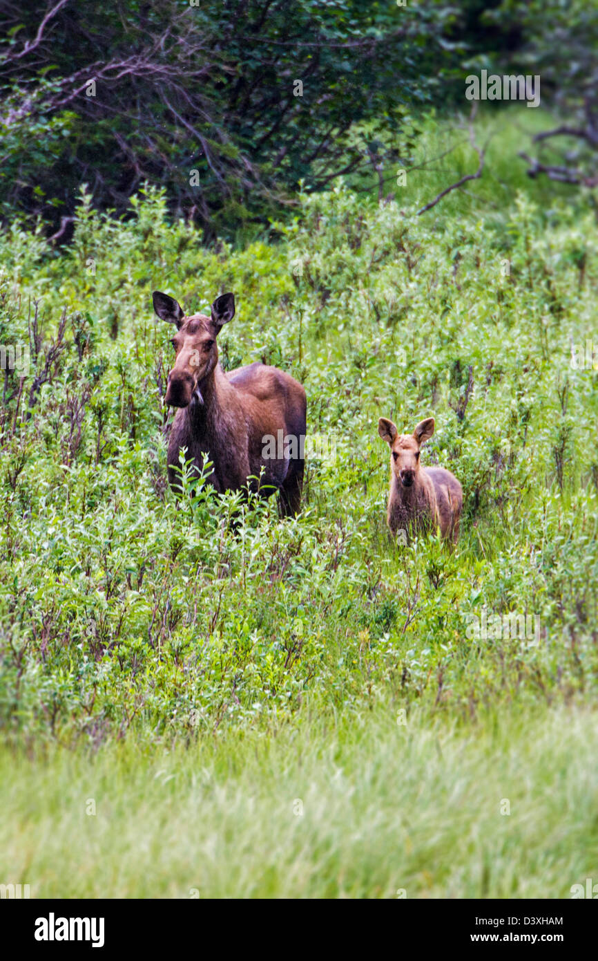 Les orignaux (Alces alces) avec jeune veau près de Panorama Mountain, vent, Alaska, USA Banque D'Images