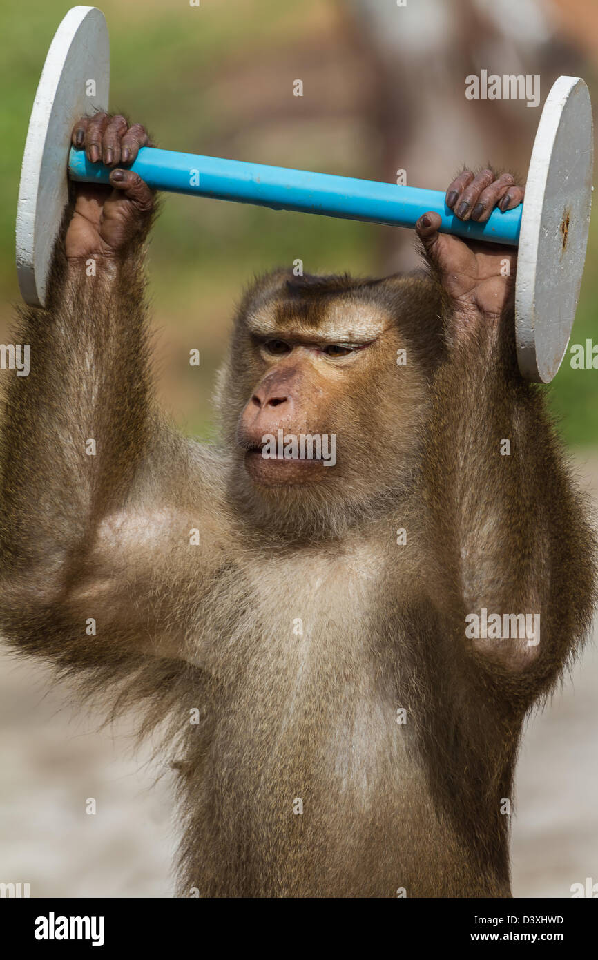 Monkey le sport Photo Stock - Alamy