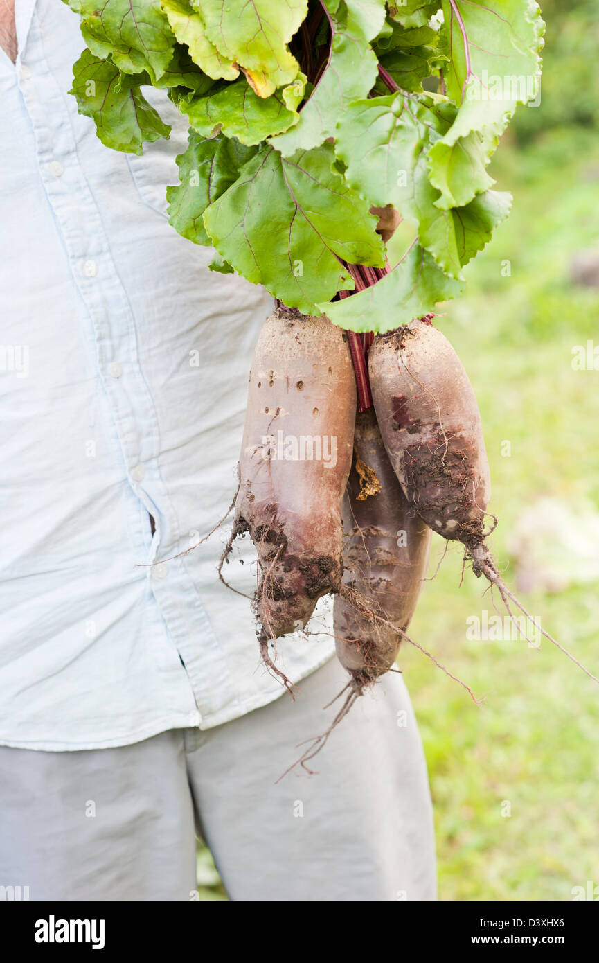 Man Standing in garden holding a bunch of organic homegrown beetroots Banque D'Images