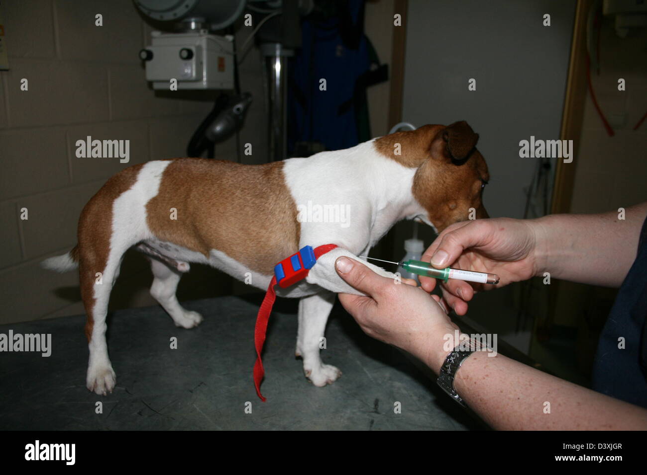 Le vétérinaire a fait un garrot sur un Jack Russel terrier chien ( échantillon de sang ) Banque D'Images